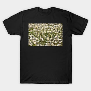 Field of daisies T-Shirt